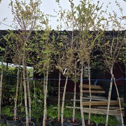 Elm Chinese Tree 5gallones 11ft Tall 