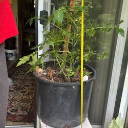 Roma Tomato Plant 