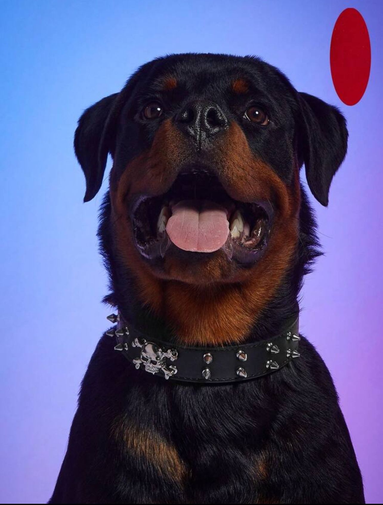 1pc Music Festival-pet Pu Skull Studs Black Collar (suitable For Large Dogs), For Dogs