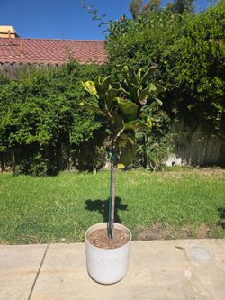 Fiddle Leaf Fig+ Pot
