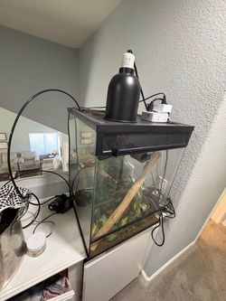 Crested Gecko Tank + Gecko Rehome + Supplies