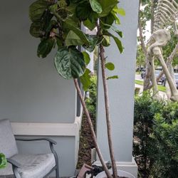 Fiddle Leaf Fig Plant