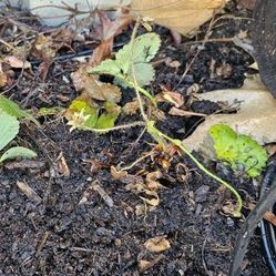 Junebearing Strawberry Plant