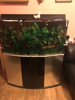 72 gallon Bow front fish tank