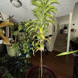 Large Live Plant