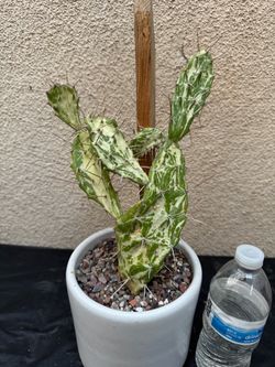 Variegated Opuntia Cactus Plant