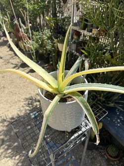 Aloe Vera Variegated 
