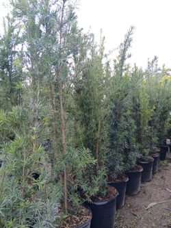 $45 large podocarpus hedges on sale now