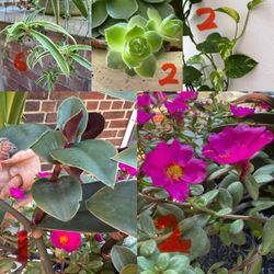 Live plant cutting