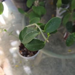 Hoya Cumingiana