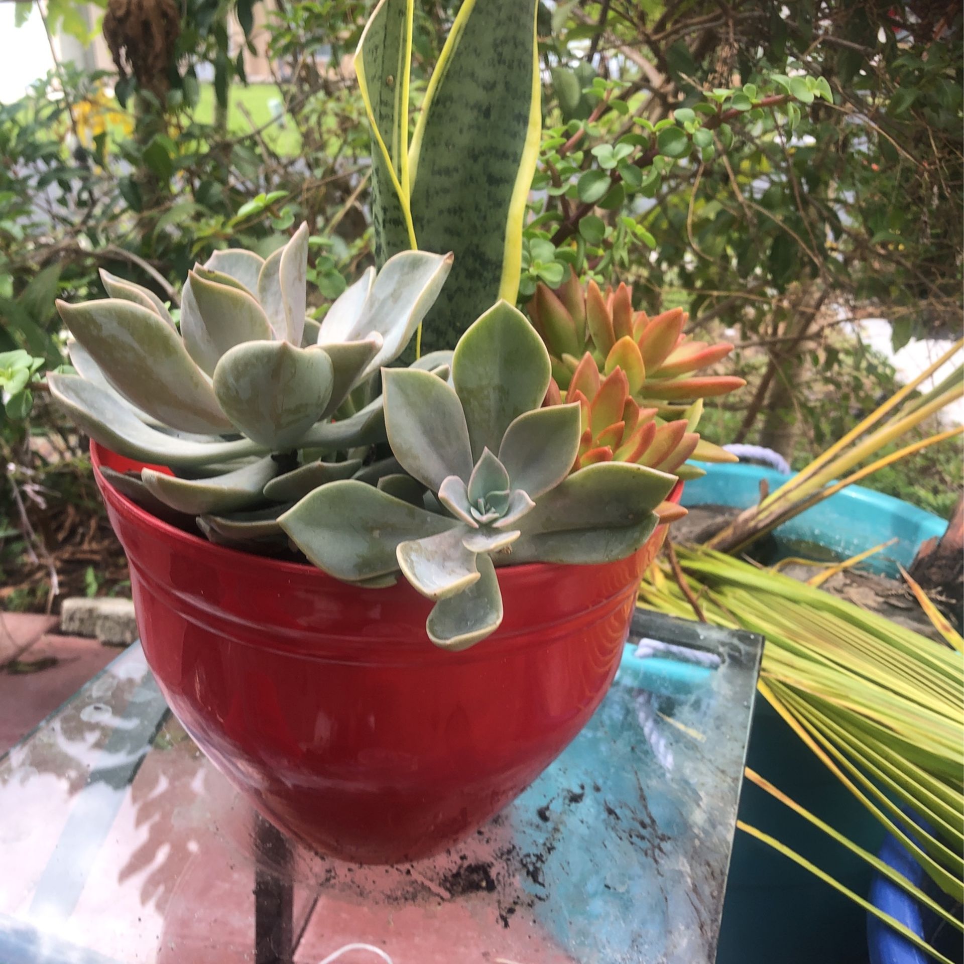 Succulent and Snak Plant bundles $25
