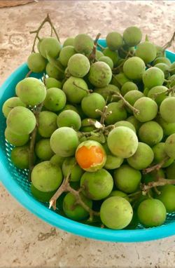 Mamoncillos * Quenepas $6lb. *813*409*9725*