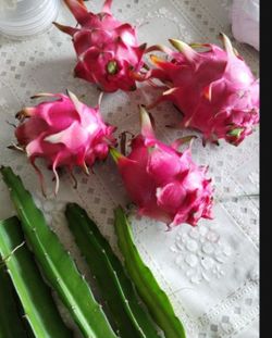 Red Pitaya Dragon Fruit Plant Cuttings Pitahaya Zamorano 