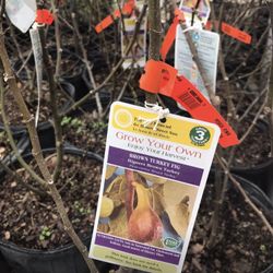 Turkey Brown Fig Dwarf Species Plants Trees 