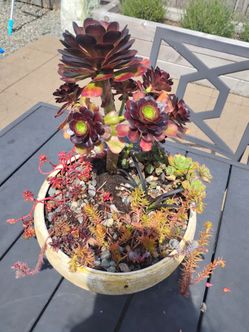 Rare succulents arrangement established in large decorative pot