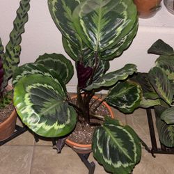 Calathea