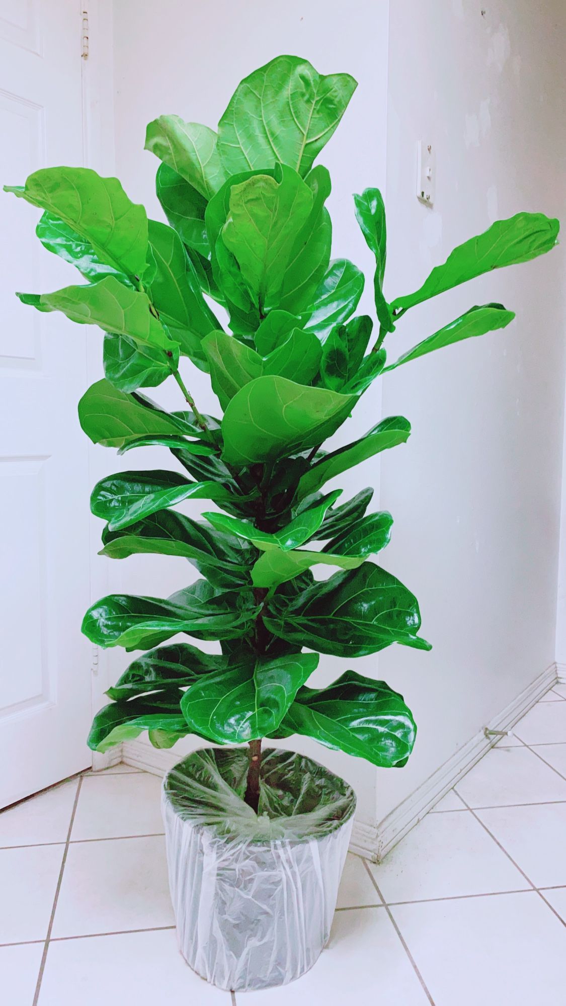 Very Healthy Fiddle Fig Leaf 🍃 Tree - 4’6”  Tall - Indoor Plant 