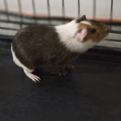 Guinea Pig 