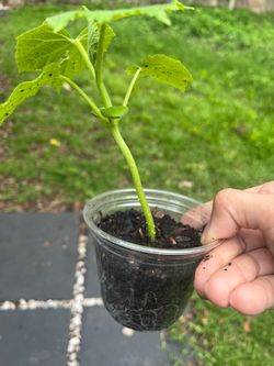 Cucumber plants