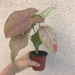 Beautiful Pink Confetti Syngonium Plant