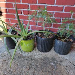 Ruda and Aloe vera Plants