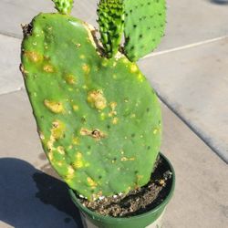 Cactus Plant