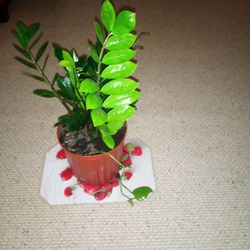 Healthy House Plant ☘️ Willing To Deliver Locally.