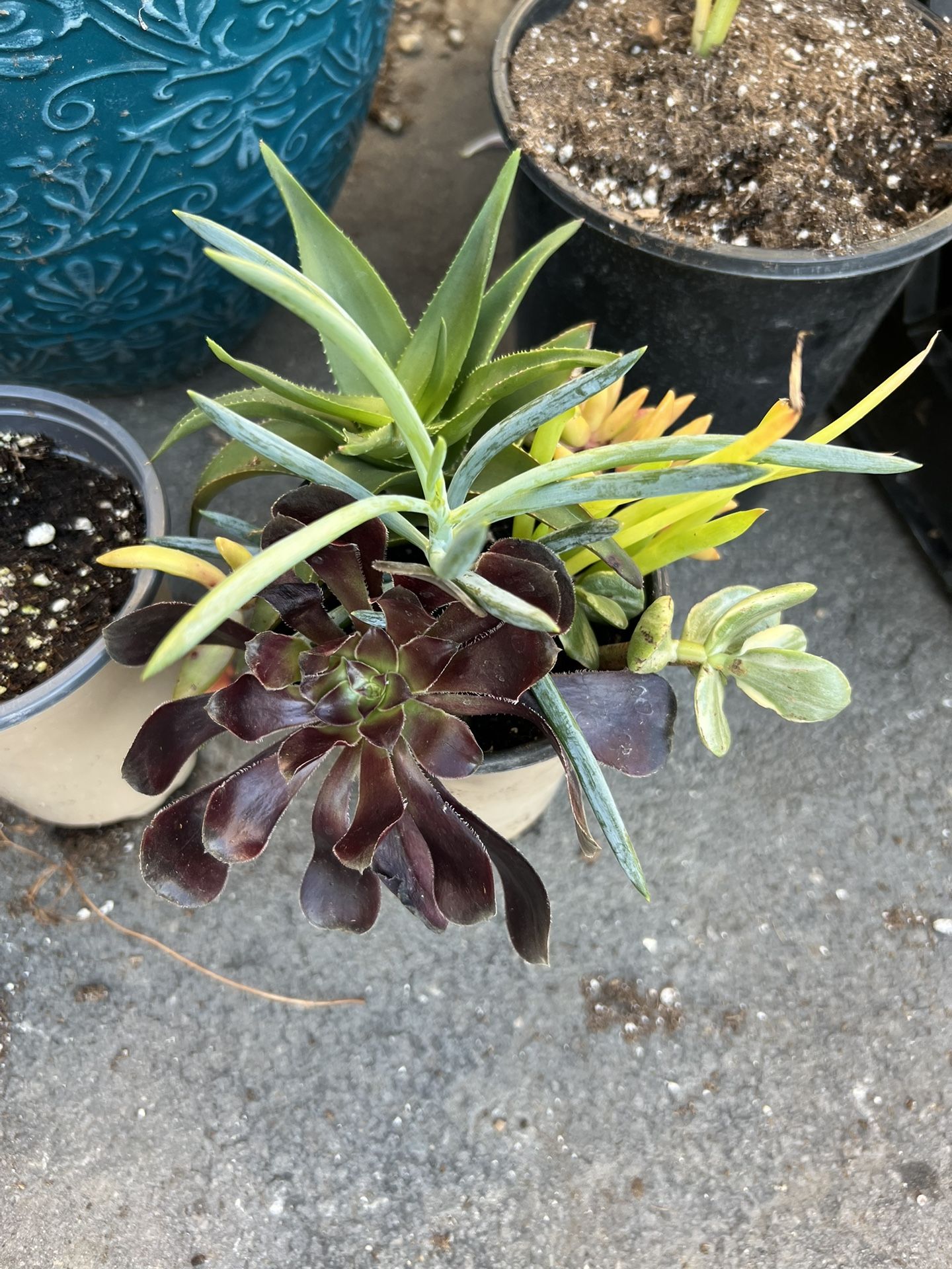 Succulent Arrangements