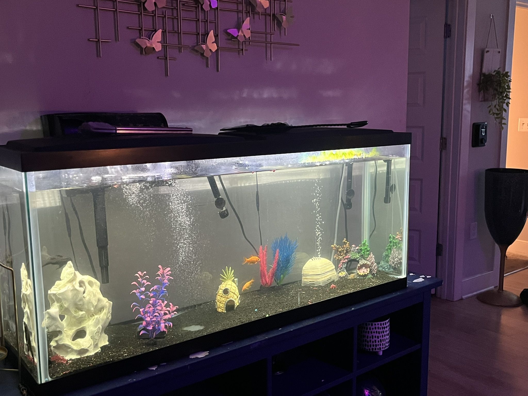 50 Gallon Fish Tank
