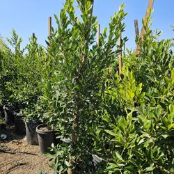 Ficus Nitida Hedge Or Private