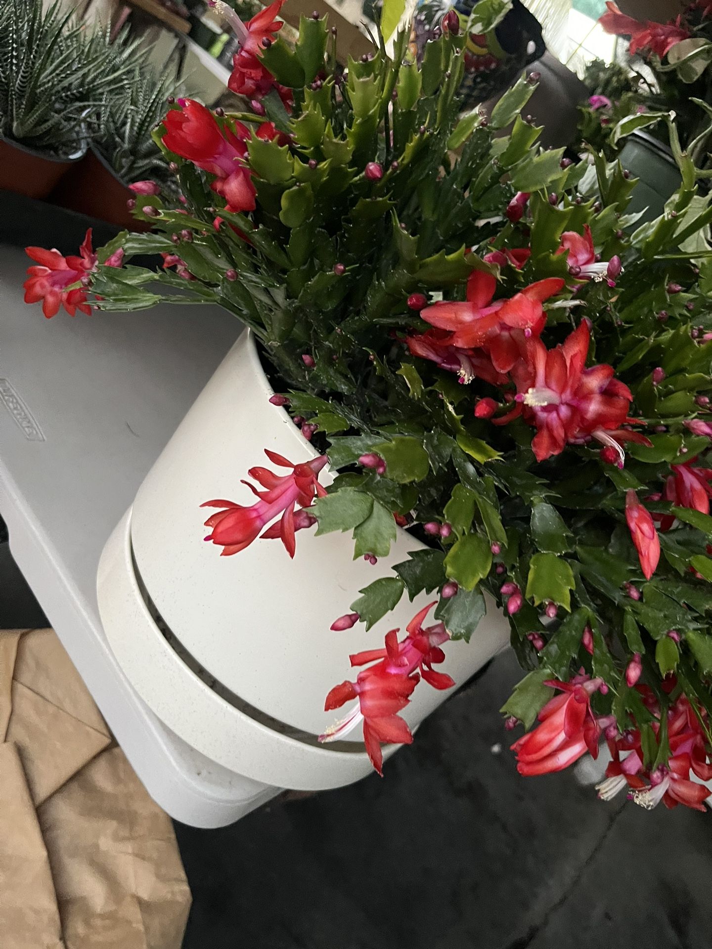 Christmas Cactus In 10” Ceramic Pot $50