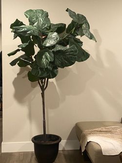 6' Faux Fiddle Leaf Fig Tree  Perfect For Indoor/Outdoor Decor