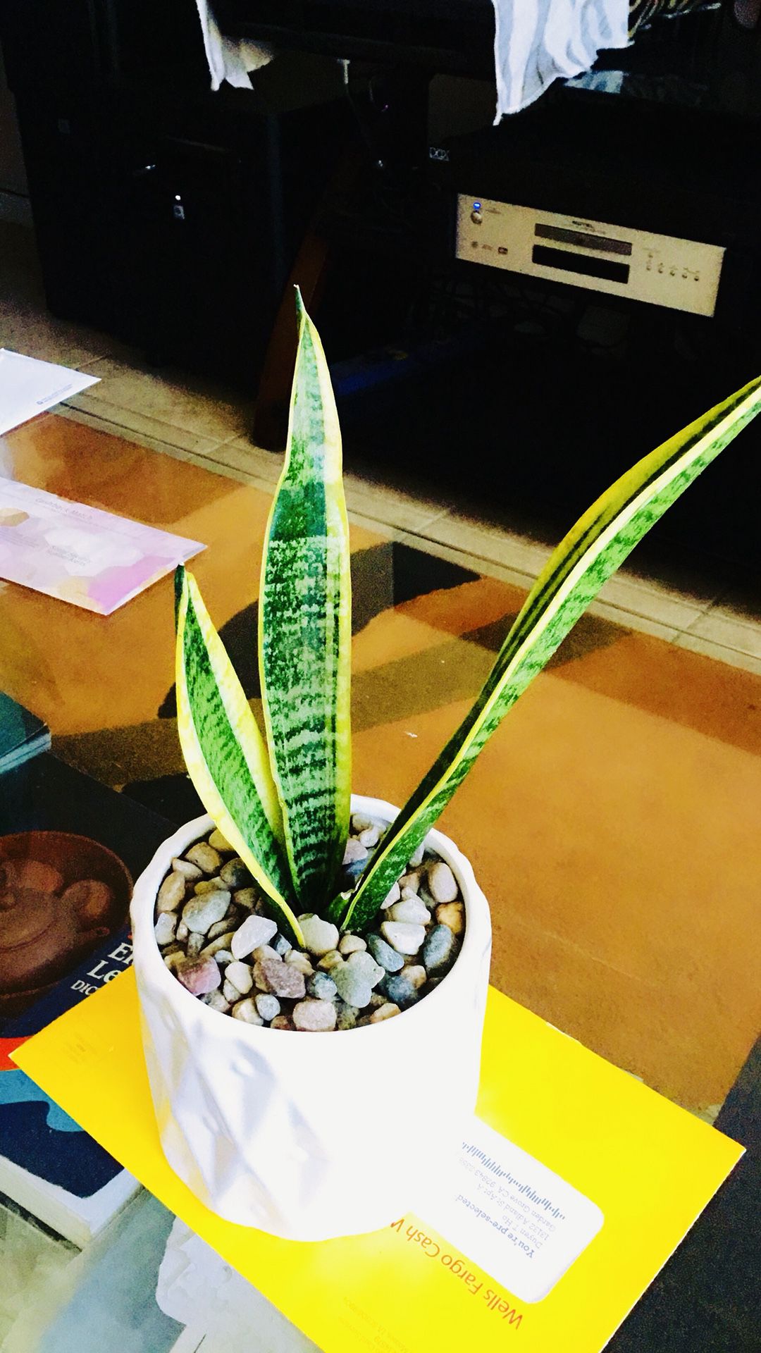 snake plant mother in law real live indoor houseplant ceramic pot