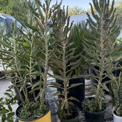 Succulent’s 🪴 $15 & $20 & $50 big one 