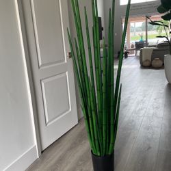 snake grass plant without planter 4 feat