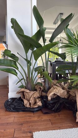 Plants
