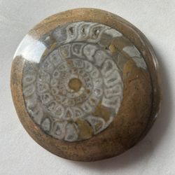 Fossil From Morocco