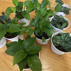 Live Healthy Pothos Silver Ann Plants