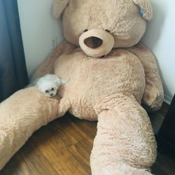 9-10 Foot Teddy Bear