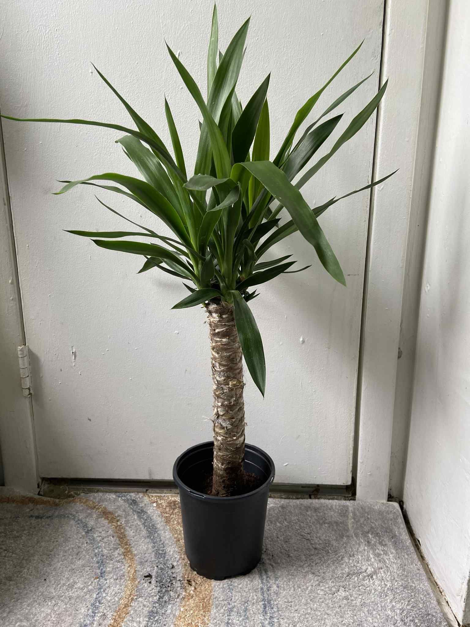 Yucca Plant