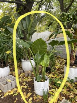 Huge ~5ft Elephant Ear, Upright; Ceramic Pot Not Included; Indoor/outdoor 95820