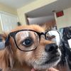Oliver da boi