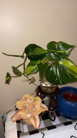 Beautiful Philondendron Brasil