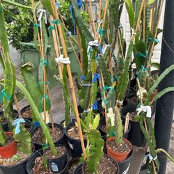 Dragon Fruit, Plant Or Cutting
