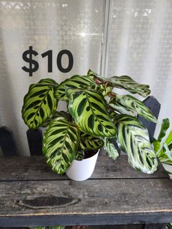 Calathea makoyana