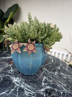 2 Gallon beautiful