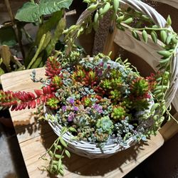 Succulent Basket 