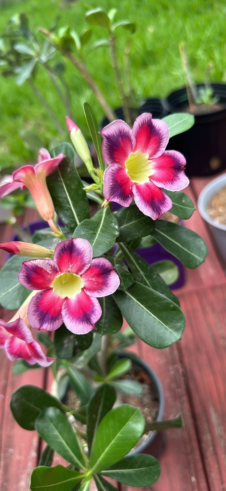 Desert Rose Plant (Purple, Pink, And White Flowers)