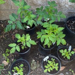 Tomato Plants