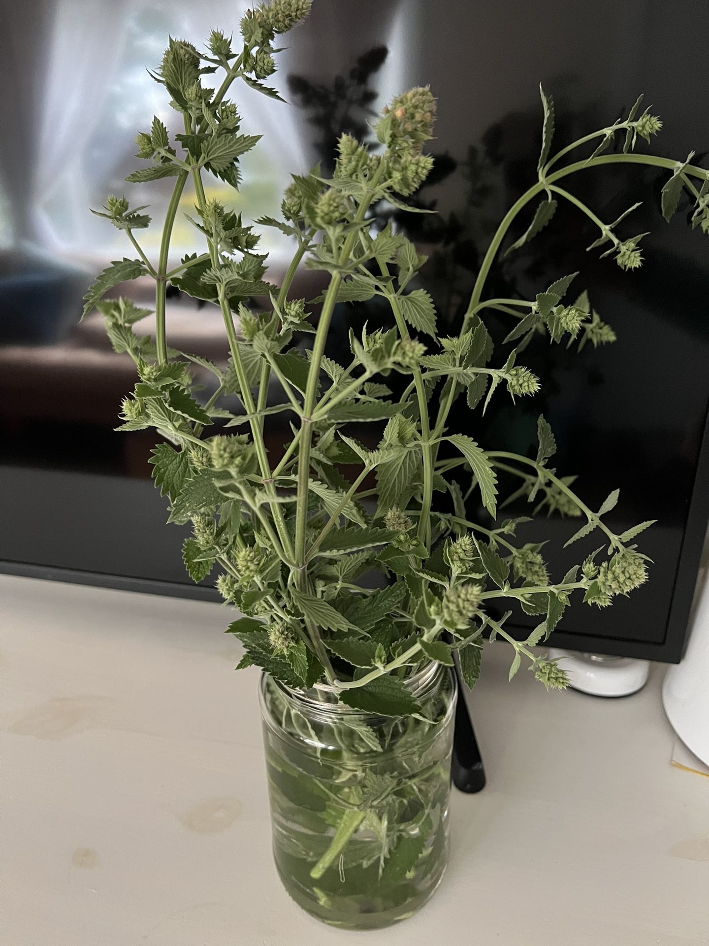 Fresh Catnip